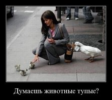 Крайне сообразительный шимпанзе жестами показал посетителям зоопарка, что хочет сладкой водички