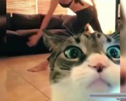 Это всё коты снимают, говорят они над хозяйками прикалываются.