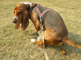 Что Вы знаете о противопехотных минах? Ничего! Ибо есть такая мина, (противопехотная), от которой не застрахован никто. Её расставляют повсюду, от неё практически нету защиты. В неё попадают все люди, независимо от статуса.  А ты лягушку вспомнил.( Шутка). Видишь, даже он "минирует свою территорию.