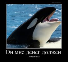 Шок: косатка преследует судно!