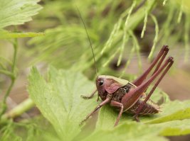вот наш, РОССИЙСКИЙ ) 3 года назад снимал.