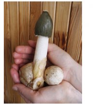 Гриб весёлка