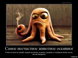 Где-то в море без дорог ходит, бродит осьминог
