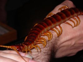 Такая что ли?