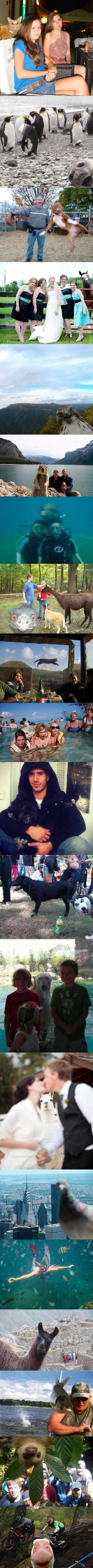 30 фотобомб, главными героями которых стали животные