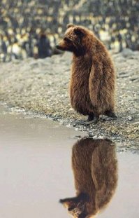 15 пугающих снимков неизвестных существ