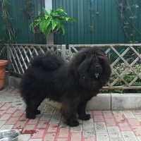 чавиков обожаю! сложная порода в целом, но любви от них - море! Выбирают одного хозяина на всю жизнь, остальные - ну так, как придется. С незнакомцами 2 варианта: либо к ним не подходят вообще, держась на расстоянии, либо ради любопытства подойдут понюхать. У меня "выставочная" девочка - очень общительная, людей любит но в своем дворе глаз не спустит с незнакомцев. Чужих пускает во двор, только если домашние завели, а так - не зайдешь! Вообще, чавики любопытны, самовольны (проблема донести что именно требуется сделать, все понимают прекрасно, но если желания выполнить нет то хоть что с ним делай), очень редко - общительные... Хозяин - это все! Только хозяину "бъют блох"))) На фотках: Амулет Китая Верджиния (по-домашнему просто Викуша)