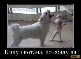 Мопсы впервые сталкиваются с котенком. Смех да и только!