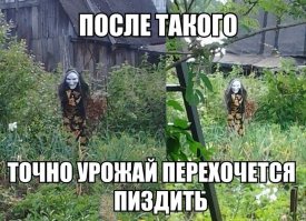 Огородное пугало как спонсор инфаркта воров и соседей
