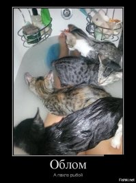 30 фотобомб, главными героями которых стали животные