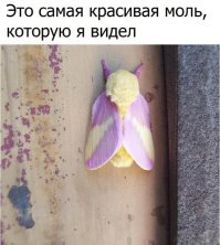 А слева походу такую же пристрелили)))