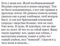 Британские плюшевые- короткошерстная порода кошек, поэтому и "плюшевая" .