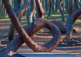 Чё деревья кручёные... У нас целый лес  есть! "Танцуюший лес" на Куршской косе.