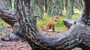 Чё деревья кручёные... У нас целый лес  есть! "Танцуюший лес" на Куршской косе.