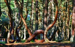 Чё деревья кручёные... У нас целый лес  есть! "Танцуюший лес" на Куршской косе.