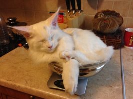 Коты лучше хозяев знают, как использовать их дорогие подарки