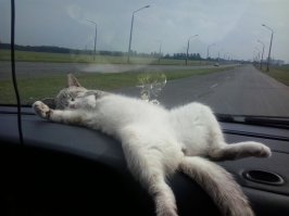 Прикольные картинки