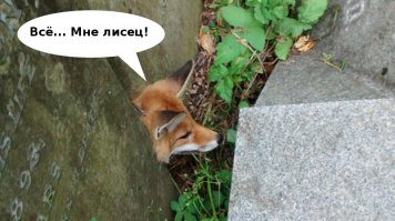 Лиса забрела ночью на кладбище и застряла между надгробиями