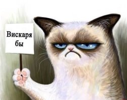 Коты лучше хозяев знают, как использовать их дорогие подарки