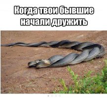 Это две змейки трахаются, одна самка, другой самец. И кто бывший(ая)?