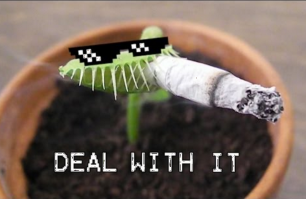 Осторожно, плотоядный цветок! Растения, которые кусаются