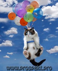 Надо было сначала на кошках потренироваться.