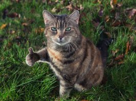 Он всеми силами боролся за жизнь, и помогали ему две его спасенные сестрички!