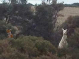 Конечно-же, кенгуру-альбинос это чудо-чудное, но все-же ...