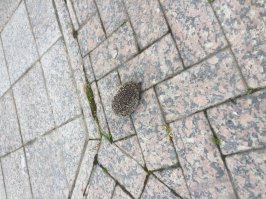 Сколько видел ежей - они при опасности сворачиваются и никогда не пытались кусаться.
Вчера вот такое чудо в гости зашло, ежонок -