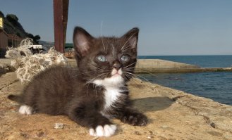 Котёнок Григорий , "старший матрос" на спасательной станции в Алупке. Подобран на пляже и спасён от заклёвывания чайками...