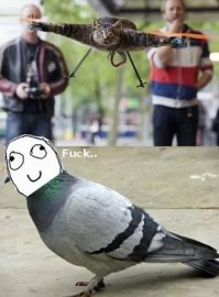 Загадка века - как почтовые голуби находят дорогу?