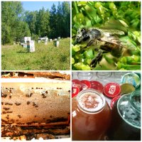 "Спасаю" пчел уже 10 лет ;) Любой пчеловод скажет, что клещ варроа выводится химией, поддержанием чистоты в улье и другими санитарными мерами.