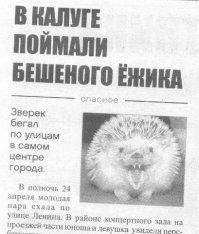 Бешеный ежик! 