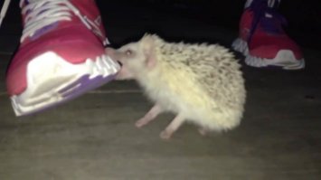 Бешеный ежик! 