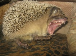 Бешеный ежик! 