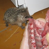 Бешеный ежик! 