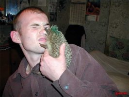 Бешеный ежик! 