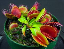 У нас дома есть "Венерина Мухоловка". Интересно наблюдать за этим цветком, муж ее сам подкармливает, мух в нее сажает)