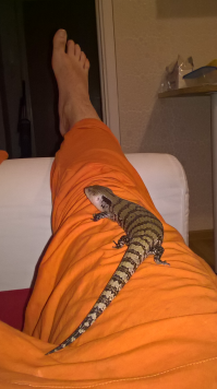 Таки зря смеётесь. Я вот когда своего Феню выпускаю по травке побегать на даче, как козу к колышку веревочкой привязываю. Исключительно чтоб он не заблудился. А по квартире он уже давно сам ориентируется.