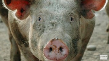 Меня обычно тошнит. Не понимаю реакции пацана. А какой от этой туши запах...