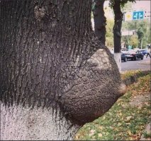 еще одно дерево забыли упомянуть :)