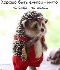 Бешеный ежик! 