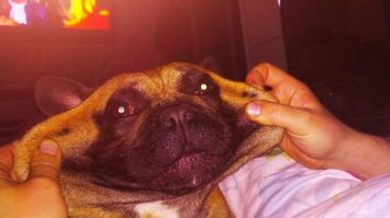 Собака самым милым образом выразила свою благодарность после спасения из глубокого колодца 