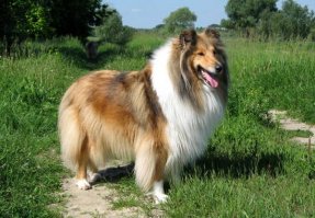 Вот такие собаки породы колли частенько попадались на глаза где-то в 90х и вызывали у меня восторг своим видом и добродушием. А сейчас их не вижу.