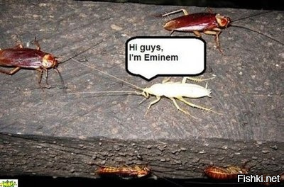 Куда делись тараканы из российских квартир