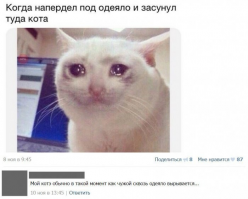 Смешные комментарии из социальных сетей