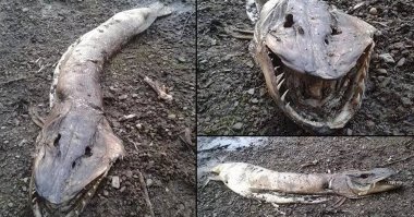 обычная тухлая щука с растоптанной головой