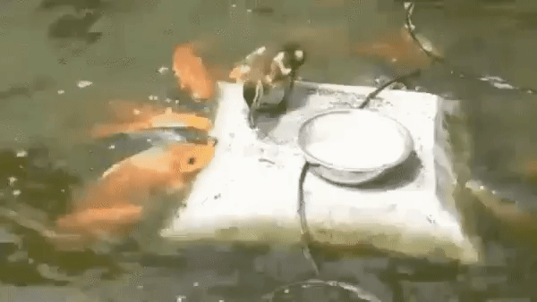 Солянка от 07.07.2017