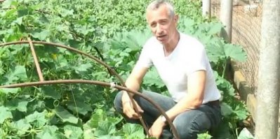 Доктор попов - против! Огурец, только огурец!