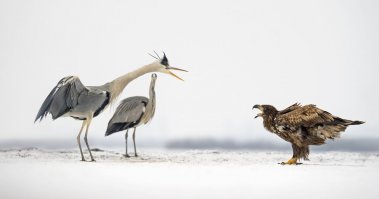 Эти забавные животные: снимки фотоконкурса 2017 Comedy Wildlife Photography Awards